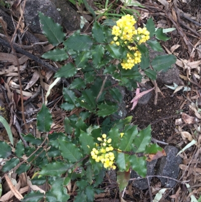 Berberis aquifolium (Oregon Grape) at Garran, ACT - 21 Sep 2021 by NedJohnston