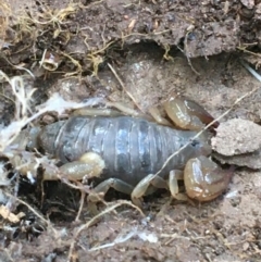 Urodacus manicatus (Black Rock Scorpion) at Red Hill Nature Reserve - 21 Sep 2021 by Ned_Johnston