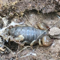 Urodacus manicatus (Black Rock Scorpion) at Garran, ACT - 21 Sep 2021 by Ned_Johnston