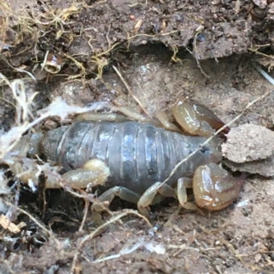 Urodacus manicatus (Black Rock Scorpion) at Garran, ACT - 21 Sep 2021 by Ned_Johnston