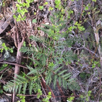 Pteridium esculentum (Bracken) at Red Hill Nature Reserve - 21 Sep 2021 by Ned_Johnston