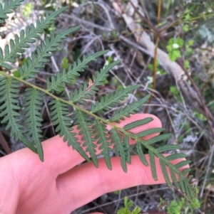 Pteridium esculentum at Garran, ACT - 21 Sep 2021 10:50 AM