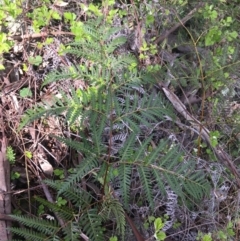 Pteridium esculentum at Garran, ACT - 21 Sep 2021 10:50 AM