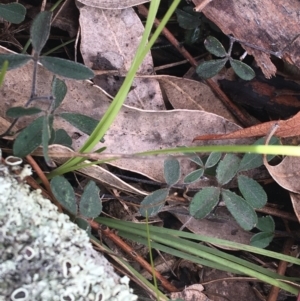 Glycine tabacina at Garran, ACT - 21 Sep 2021 10:59 AM