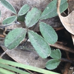 Glycine tabacina at Garran, ACT - 21 Sep 2021 10:59 AM