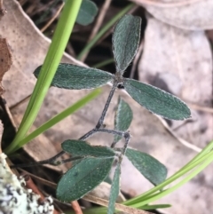 Glycine tabacina at Garran, ACT - 21 Sep 2021