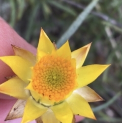 Xerochrysum viscosum (Sticky Everlasting) at Red Hill Nature Reserve - 21 Sep 2021 by Ned_Johnston