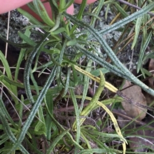 Xerochrysum viscosum at Garran, ACT - 21 Sep 2021