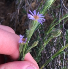 Vittadinia cuneata var. cuneata (Fuzzy New Holland Daisy) at Red Hill, ACT - 21 Sep 2021 by Ned_Johnston