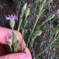 Vittadinia cuneata var. cuneata at Red Hill, ACT - 21 Sep 2021 11:20 AM