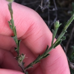 Vittadinia cuneata var. cuneata at Red Hill, ACT - 21 Sep 2021 11:20 AM