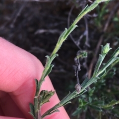 Vittadinia cuneata var. cuneata at Red Hill, ACT - 21 Sep 2021 11:20 AM