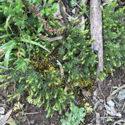 Acrotriche serrulata (Ground-berry) at Symonston, ACT - 21 Sep 2021 by NedJohnston