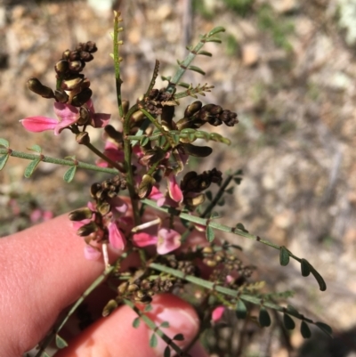 Indigofera adesmiifolia (Tick Indigo) at Red Hill Nature Reserve - 21 Sep 2021 by Ned_Johnston