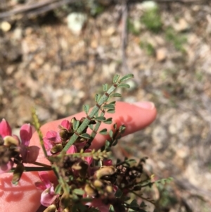 Indigofera adesmiifolia at Garran, ACT - 21 Sep 2021 11:35 AM