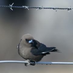 Artamus cyanopterus (Dusky Woodswallow) at Majura, ACT - 7 Sep 2021 by jb2602