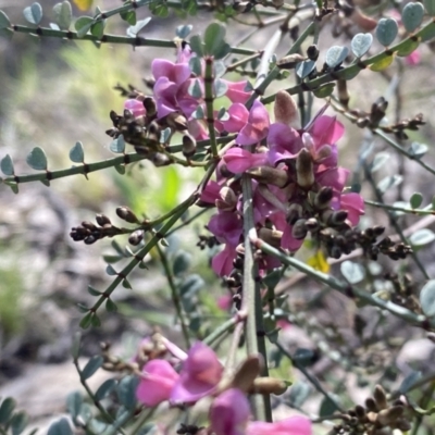 Indigofera adesmiifolia (Tick Indigo) at Farrer Ridge - 23 Sep 2021 by Shazw