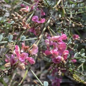 Indigofera adesmiifolia at Farrer, ACT - 24 Sep 2021