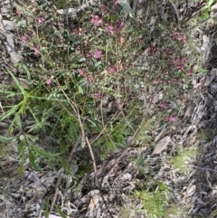 Indigofera adesmiifolia at Farrer, ACT - 24 Sep 2021