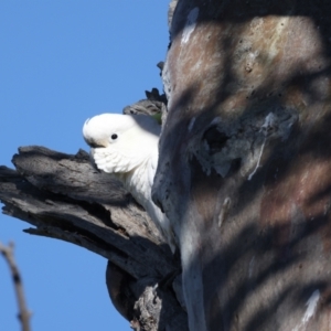 Cacatua galerita at Majura, ACT - 7 Sep 2021 02:22 PM