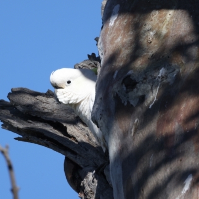 Cacatua galerita (Sulphur-crested Cockatoo) at Majura, ACT - 7 Sep 2021 by jb2602