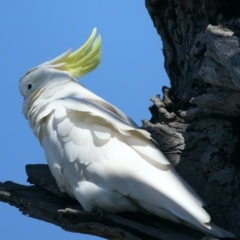 Cacatua galerita at Majura, ACT - 7 Sep 2021 02:22 PM