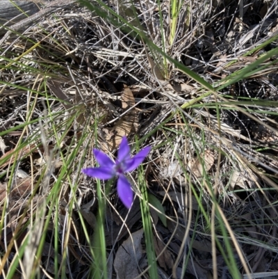 Glossodia major (Wax Lip Orchid) at Black Mountain - 23 Sep 2021 by Jenny54