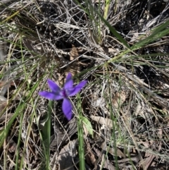 Glossodia major at Downer, ACT - 24 Sep 2021