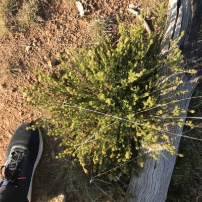 Pultenaea subspicata (Low Bush-pea) at Mount Majura - 19 Sep 2021 by Tapirlord