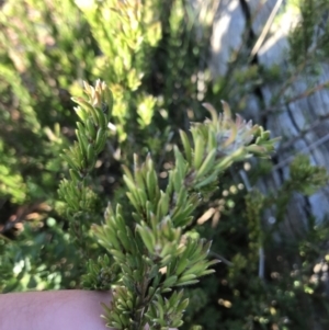 Pultenaea subspicata at Downer, ACT - 19 Sep 2021