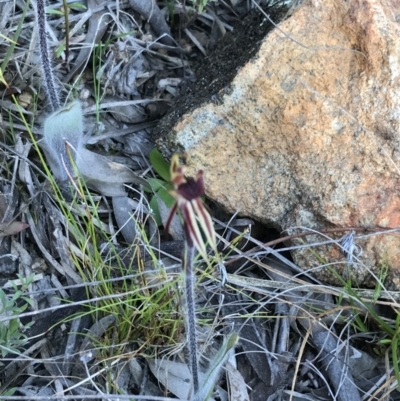 Caladenia actensis (Canberra Spider Orchid) at Mount Majura - 19 Sep 2021 by Tapirlord