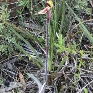 Caladenia actensis at suppressed - suppressed