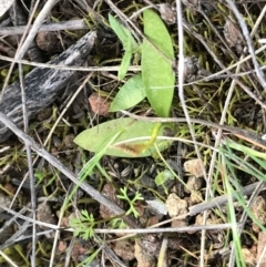 Ophioglossum lusitanicum (Adder's Tongue) at Downer, ACT - 19 Sep 2021 by Tapirlord