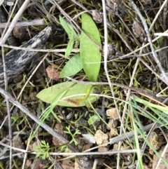Ophioglossum lusitanicum at Downer, ACT - 19 Sep 2021
