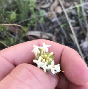 Pimelea linifolia subsp. linifolia at Downer, ACT - 19 Sep 2021 04:05 PM