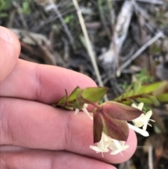 Pimelea linifolia subsp. linifolia at Downer, ACT - 19 Sep 2021