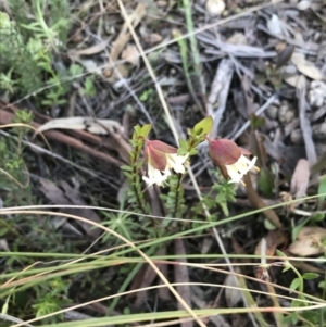 Pimelea linifolia subsp. linifolia at Downer, ACT - 19 Sep 2021