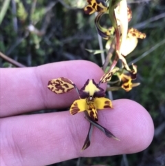 Diuris pardina (Leopard Doubletail) at Mount Majura - 19 Sep 2021 by Tapirlord