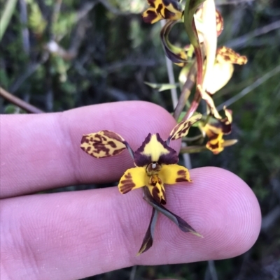 Diuris pardina (Leopard Doubletail) at Hackett, ACT - 19 Sep 2021 by Tapirlord