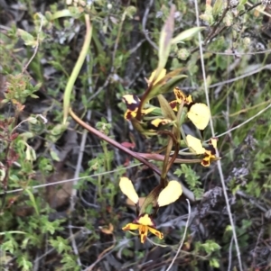 Diuris pardina at Hackett, ACT - suppressed