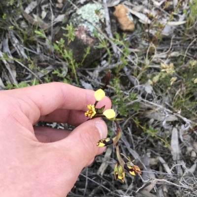 Diuris pardina (Leopard Doubletail) at Mount Majura - 19 Sep 2021 by Tapirlord