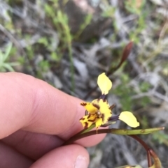 Diuris pardina at Hackett, ACT - suppressed