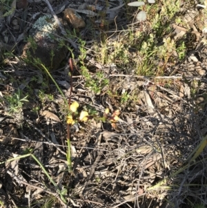 Diuris pardina at Hackett, ACT - suppressed