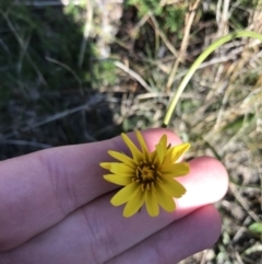 Microseris walteri (Yam Daisy, Murnong) at Downer, ACT - 19 Sep 2021 by Tapirlord