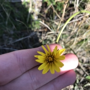 Microseris walteri at Downer, ACT - 19 Sep 2021 03:40 PM