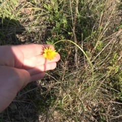 Microseris walteri at Downer, ACT - 19 Sep 2021 03:40 PM