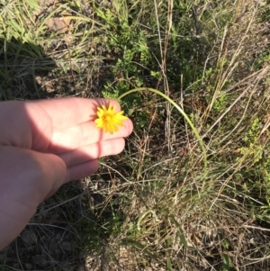 Microseris walteri at Downer, ACT - 19 Sep 2021