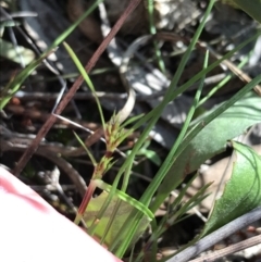 Schoenus apogon (Common Bog Sedge) at Mount Majura - 19 Sep 2021 by Tapirlord