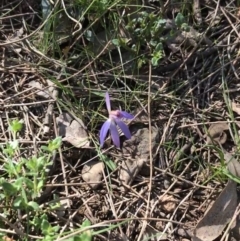 Cyanicula caerulea at Downer, ACT - 19 Sep 2021