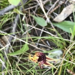 Caladenia actensis (Canberra Spider Orchid) at Downer, ACT - 19 Sep 2021 by Tapirlord